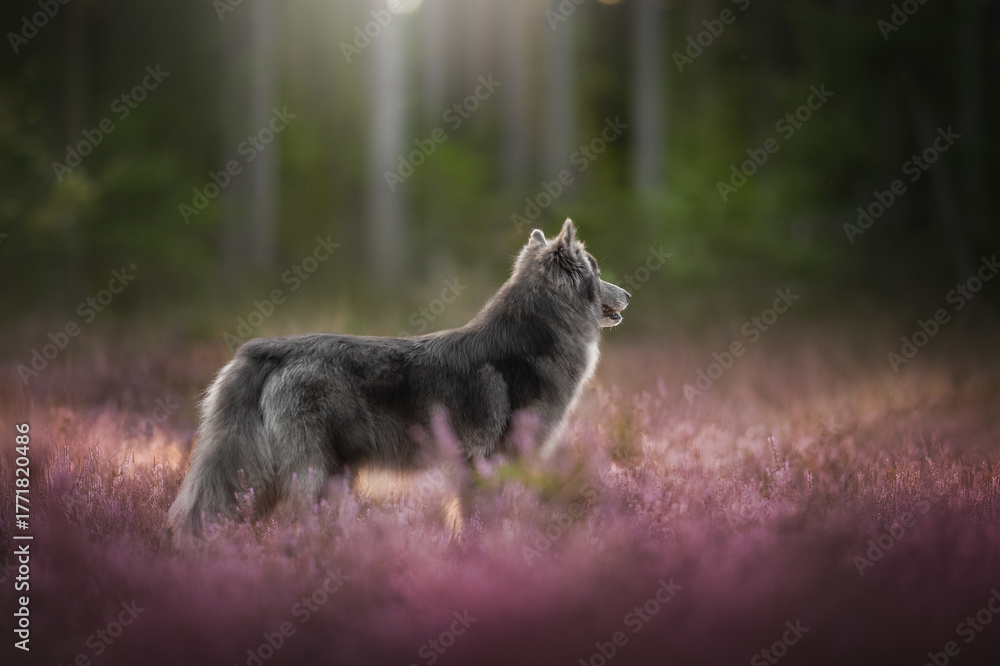 Fototapeta premium A grey and fluffy Wolfdog stands alert in a field of purple heather. The sun shines in the background, near some trees, on a Summer day