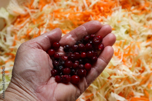 Cranberries on a woman's palm against a background of cabbage, close-up