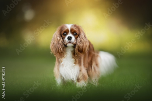 A Cavalier King Charles Spaniel dog stands in a grassy yard. The well-groomed dog's coat is a mix of white and brown. Soft sunlight illuminates the background