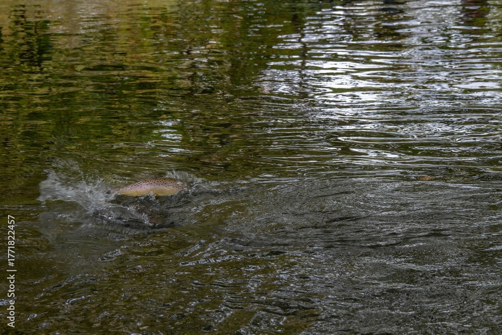 Fototapeta premium trout fish looking for food in The River Test Hampshire England