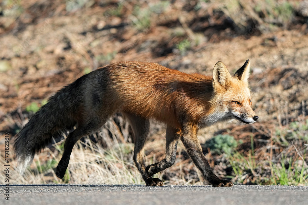 Fototapeta premium Red Fox