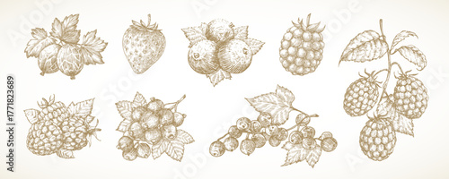 Sketch Vintage Berry Illustrations Set. Hand Drawn Vector Raspberry Strawberry and Blueberry Line Drawing Icons with Leaf. Crayon Botanical Gooseberry Berries Ink Style Plants Design Doodle. Isolated
