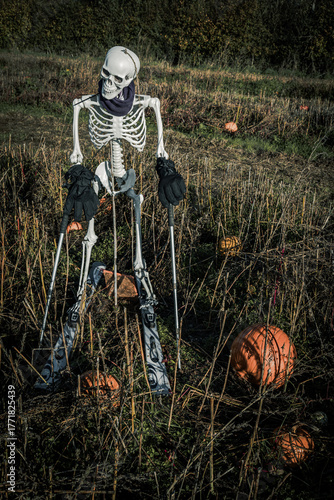 Halloween skeleton  in the field with pumpkins.