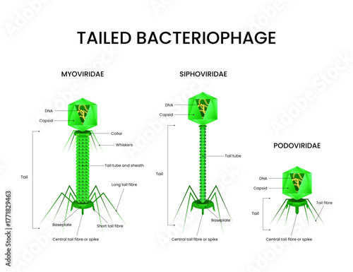 Tailed Bacteriophage Families Myoviridae Siphoviridae and Podoviridae Structure
