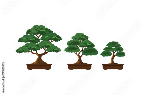 Bonsai Tree Trio: The art of bonsai, a miniature tree, a symbol of patience, harmony, and natural beauty. This trio showcases the beauty of this unique gardening.