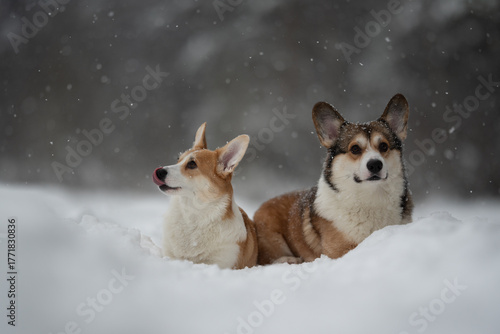 Photography Two Pembroke Welsh Corgi dogs, one licking its nose, are resting in the snow outside on a winter day
