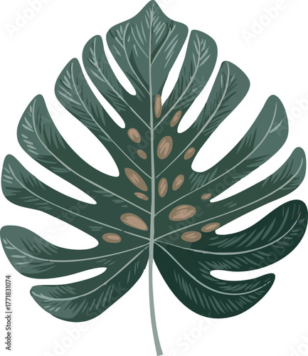 A single monstera deliciosa leaf illustration with distinct cutouts and stem