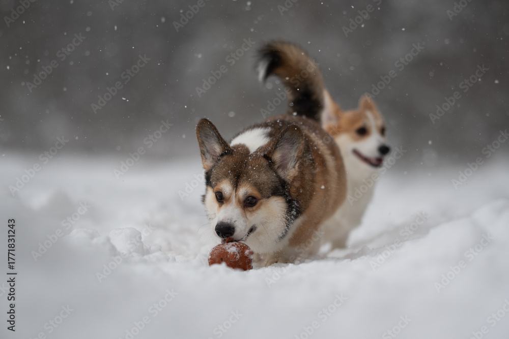 Naklejka premium Two Pembroke Welsh Corgis are playing outside in the snow. One dog holds a toy in its mouth. Snowflakes are falling. The background shows a blurred winter landscape