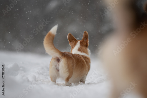 Photography A cute Welsh Corgi Pembroke puppy with a docked tail prances through the freshly fallen snow