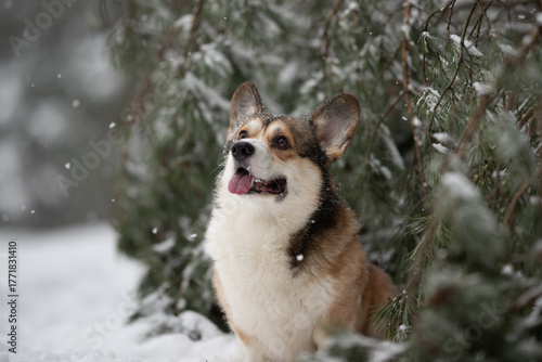 A Pembroke Welsh Corgi dog stands near some evergreen trees in a snowy winter landscape. Snowflakes are falling, and the dog's tongue is slightly out