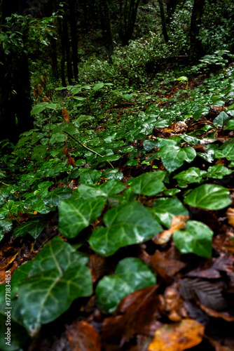 close up view of amazing relaxing green leafs and plants in woods after rain in autumn