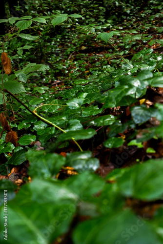 close up view of amazing relaxing green leafs and plants in woods after rain in autumn