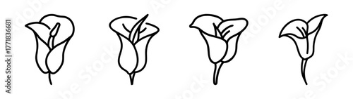 Elegant calla lily flower line art set isolated simple outline botanical sketch
