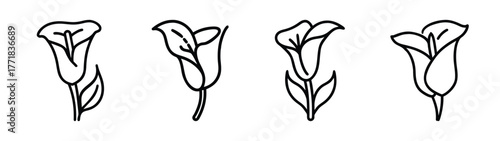 Four delicate line drawings of calla lilies in different poses simple floral art