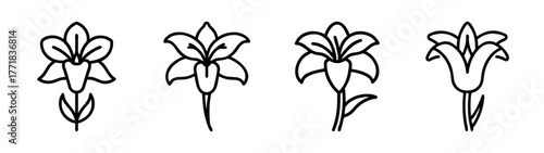 Set of four elegant amaryllis flower line art designs perfect for floral accents