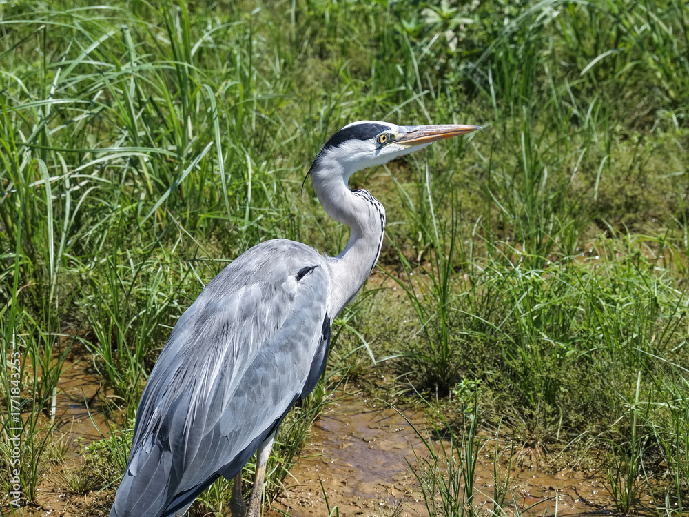Fototapeta premium gray heron on green background,wildlife in natural habitat