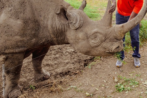 Fotografie A tourist feeding Baraka the blind Black Rhino at Ol Pejeta Conservancy in Nanyu