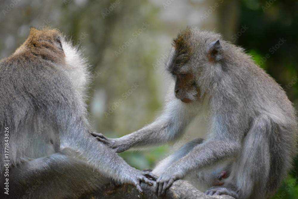 Obraz premium Adult macaques grooming each other in the tropical forest of Bali, Indonesia