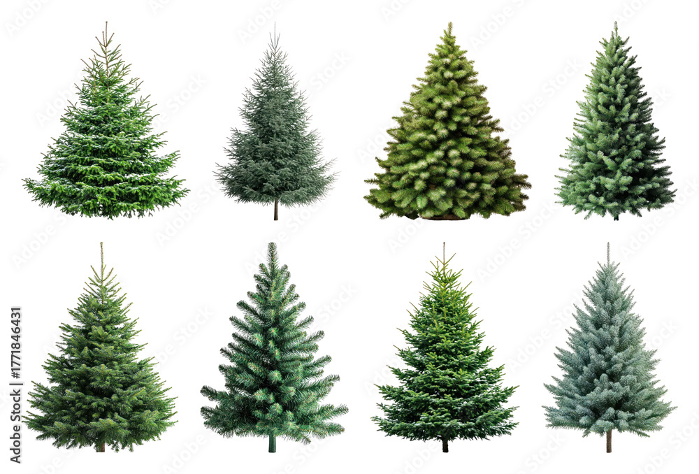 Obraz premium PNG Variety of evergreen trees, element set on transparent background