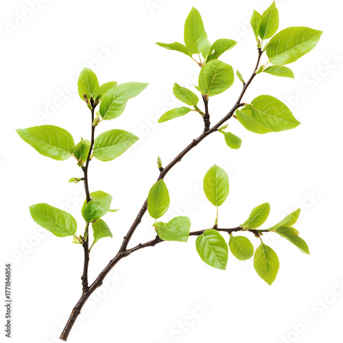 A delicate branch with vibrant green leaves isolated on transparent background