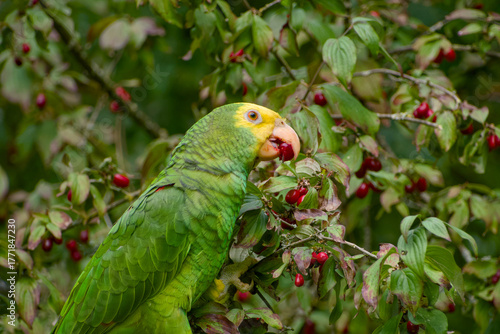 Yellow-headed Amazon parrot eating cornelian cherries on a tree branch in Stuttgart, Germany