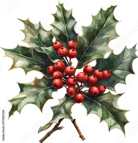 Festive Christmas holly with red berries and green leaves is a classic winter holiday decoration plant sprig