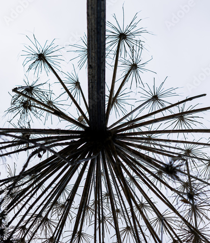 close-up of the unique structure of an umbrella plant, with long, slender branches spreading outward against a cloudy sky. The plant appears graceful and complex, an abstraction