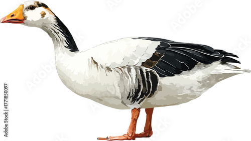 Goose with White Body and Black Tail Vector Outline