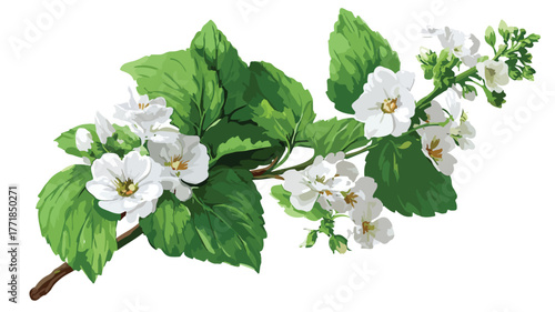 Botanical Beauty: Stunning Plant with White Flowers and Green Leaves Vector Illustration