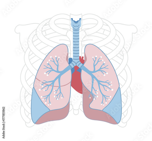 Human lungs anatomy with heart and trachea system