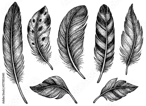 Feathers Engraving Set, Vintage Stipple Illustration of Bird Plumes Collection, Black and White Etching Isolated on Transparent Background