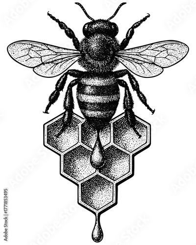 Bee and Honeycomb Engraving, Vintage Stipple Illustration with Honey Drop, Black and White Botanical Etching Isolated on Transparent Background