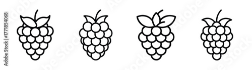 Four simple line drawings of arctic raspberries in various sizes and detail levels