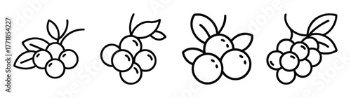 Hand drawn acai berry clusters with leaves simple sketch elements for natural food designs