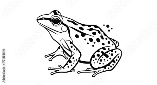 A detailed black and white illustration of a frog with spots.