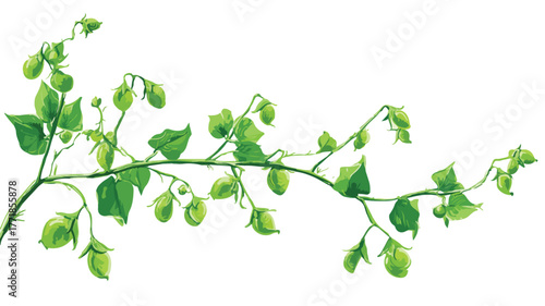 Chickpea Annual Legume Green Stems Vector with Outline