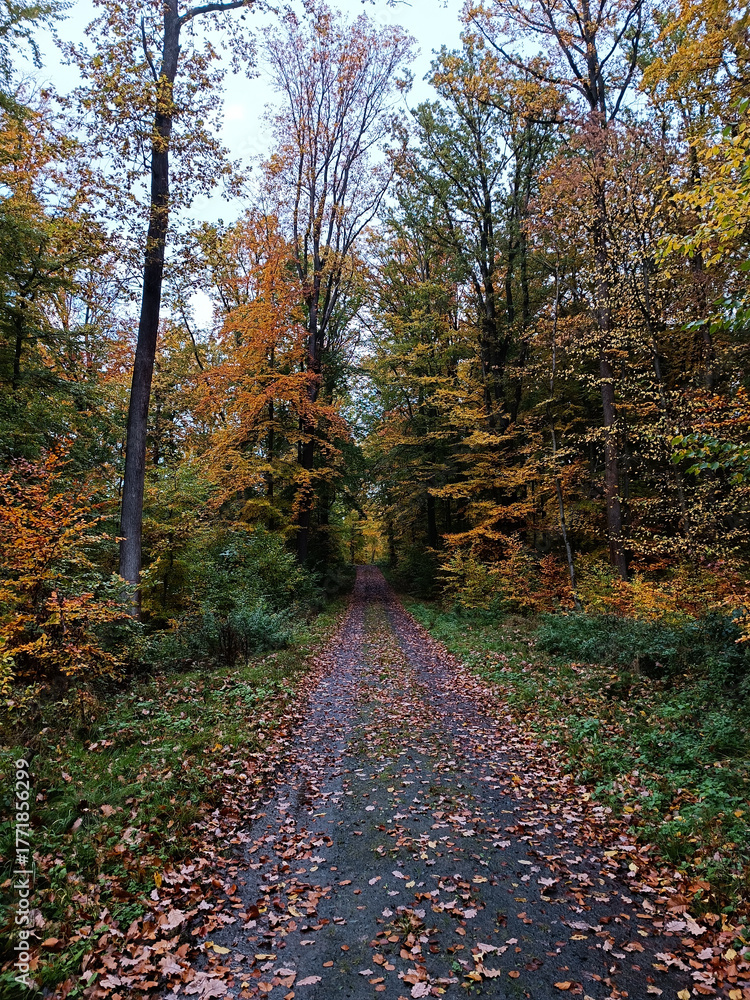 Fototapeta premium autumn in the forest