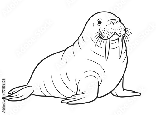 A simple line drawing of a walrus sits on a white background.