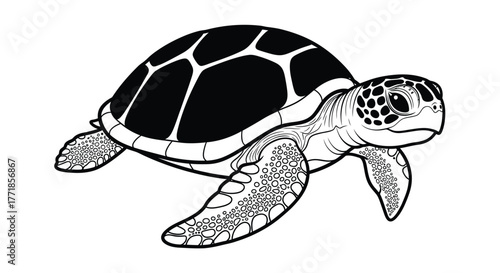 A sea turtle swims gracefully with its flippers extended.