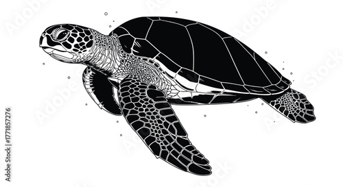 A detailed illustration of a sea turtle swims gracefully in the ocean.