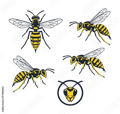 Yellow jacket wasps flying and head mascot