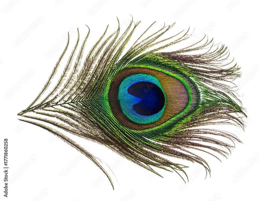 Obraz premium A close-up studio shot of a vibrant, iridescent peacock feather against a stark white background