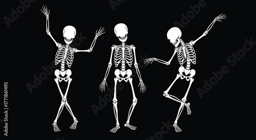 Dancing skeletons illustration, funny bone structure design with three human skeleton poses on dark background, anatomy art concept, cad drawing flat vector illustration