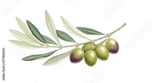 Detailed watercolor olive branch, plump green-purple olives, silvery leaves, white background, copy space, soft light, Mediterranean culinary heritage concept