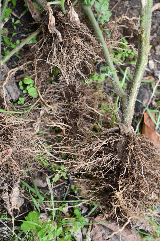 Fototapeta premium Preparing garden for winter in autumn. Tearing out old not ripen tomato plants in the end of season. Tomato plants with roots. Farming and gardening. Garden works. 
