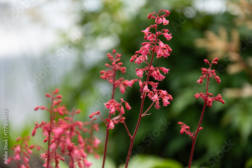 Red coral bells or alumroot flowers