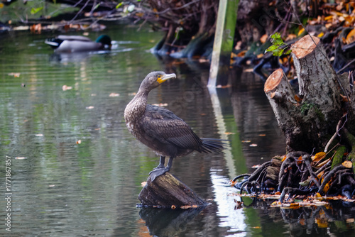 A grreat black cormorant standing on a log in Gobions Lake, Hertfordshire