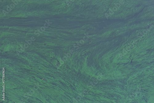 Vibrant green algae forms on the water surface in a calm lake setting