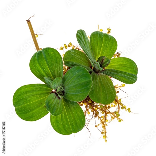 Water Lettuce - A Close-Up of Aquatic Plant with Green Leaves.