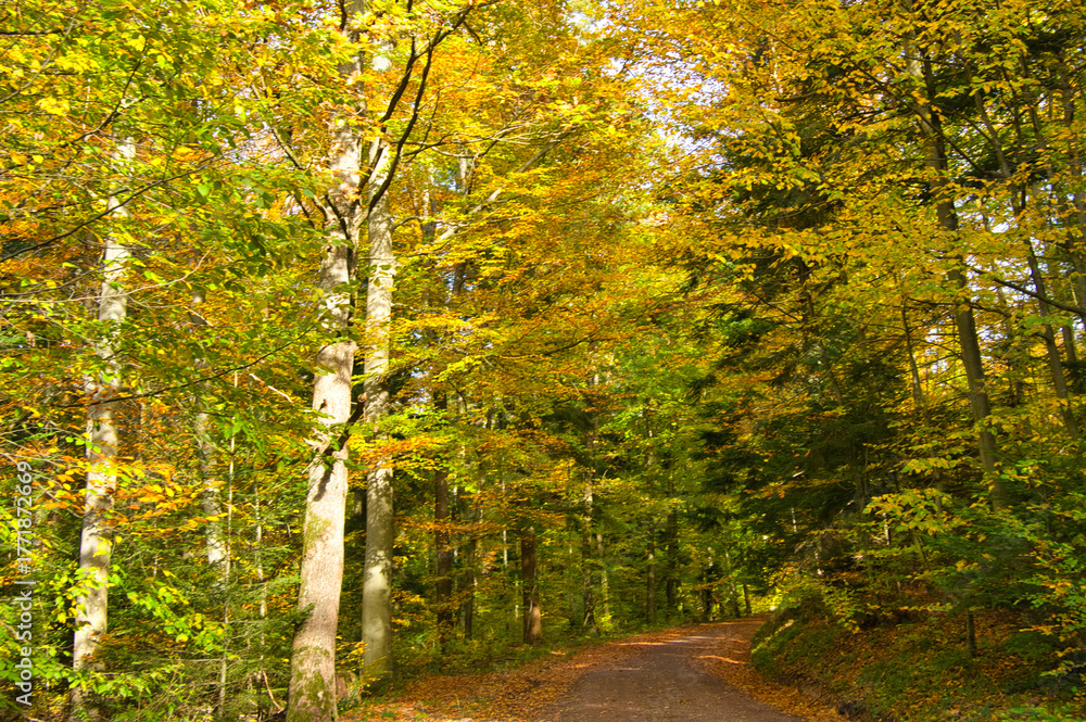 Fototapeta premium Herbstwald bei Oberweier in der Ortenau